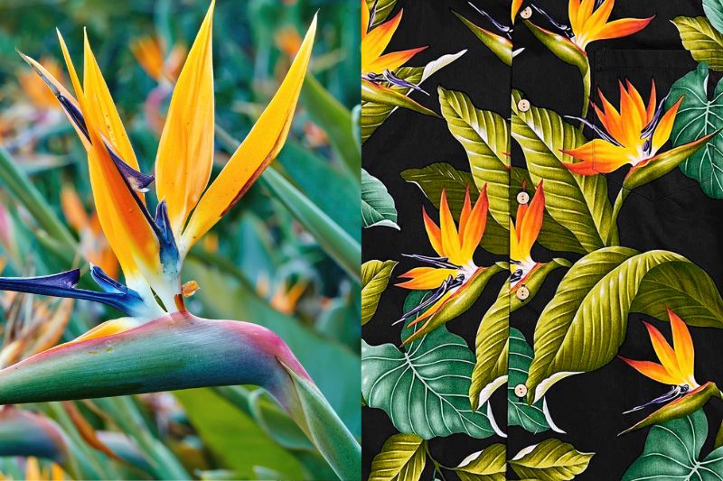 The Bird of Paradise pattern is a stunning and exotic design featured on many Hawaiian shirts