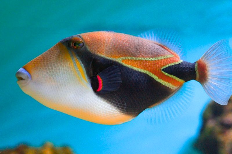 The Hawaiian clownfish, or humuhumunukunukuapuaʻa, is Hawaii’s state fish