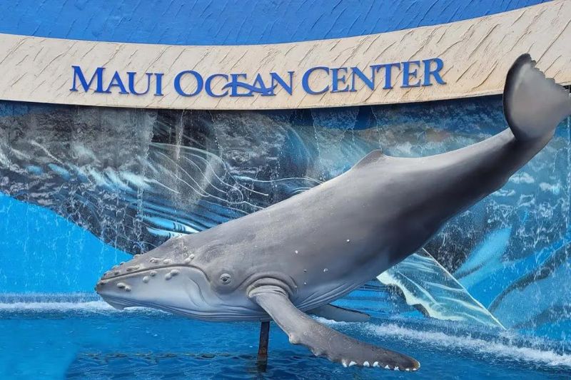 The Maui Ocean Center offers a captivating glimpse into the Pacific Ocean’s underwater world