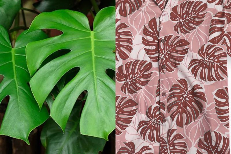 The Monstera pattern is a popular and iconic design on Hawaiian shirts