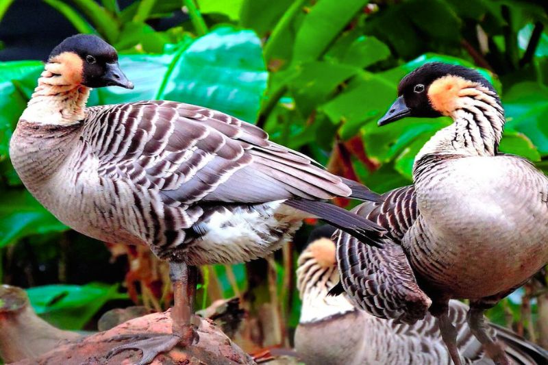 The Nene is Hawaii’s state bird