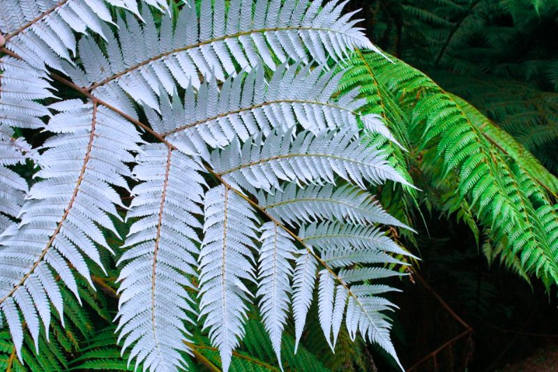 The silver fern, or Cyathea dealbata, is a unique plant found only in Hawaii and New Zealand