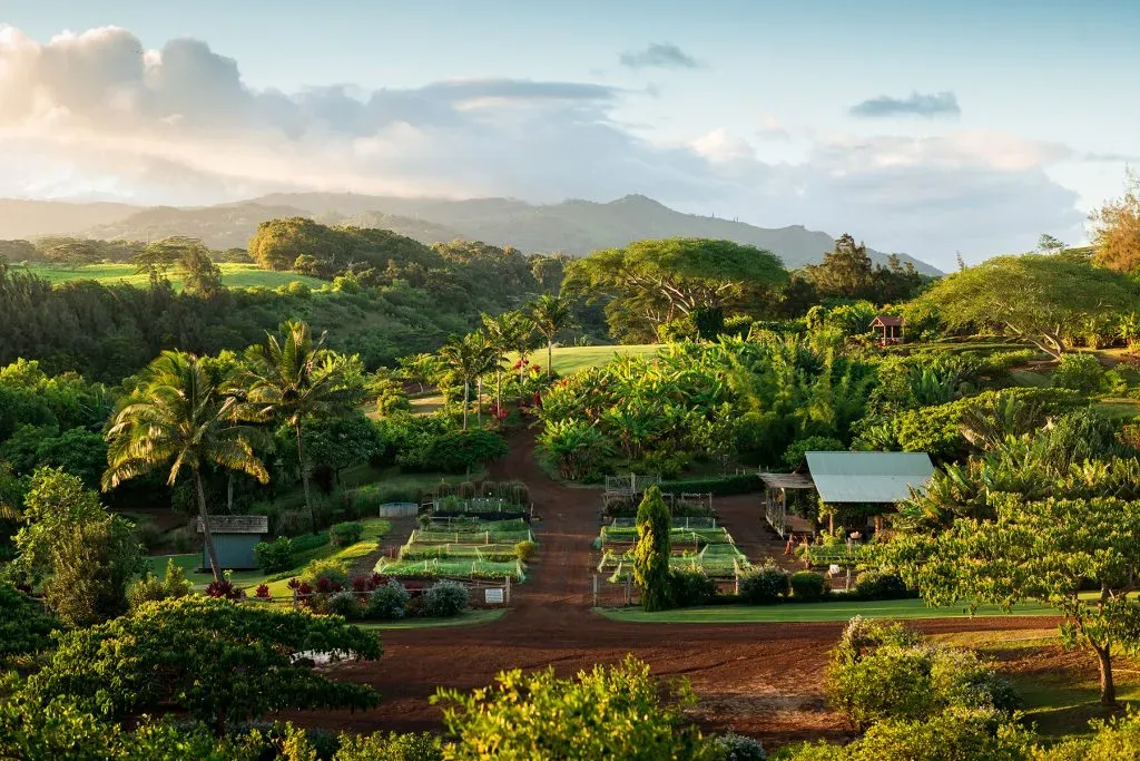 You Can Harvest Your Own Vegetables, Golf